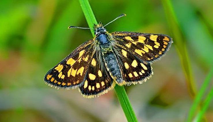 5-biggest-species-of-butterfly-to-spot-in-india-lifeberrys