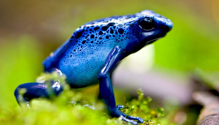 5-different-species-of-frogs-found-in-india-lifeberrys