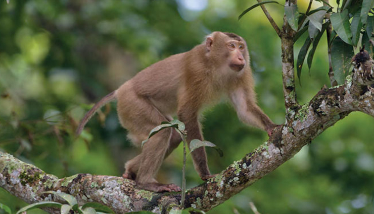 7 Unique Species Of Monkey To Spot In India