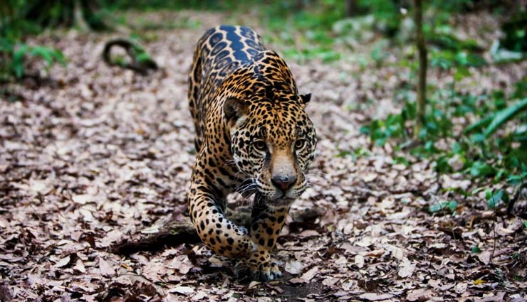 5 Animals You Must Spot in Mexico - lifeberrys.com