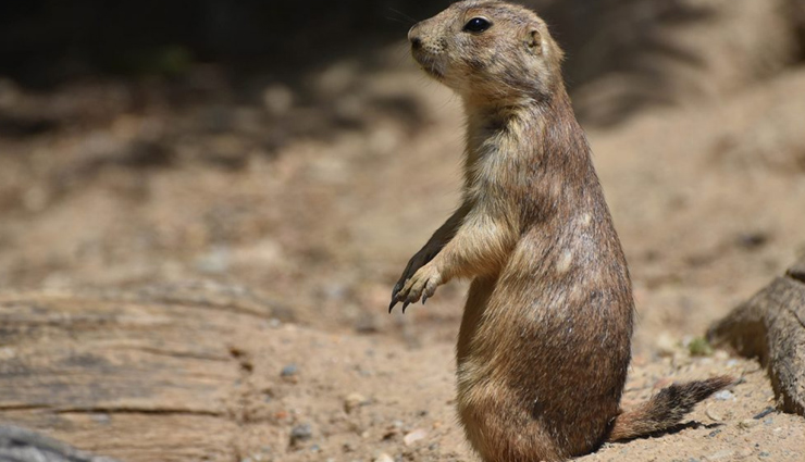 5 Species of Animals You Can Spot in Mexico - lifeberrys.com