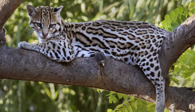 5-species-of-animals-you-can-spot-in-mexico-lifeberrys