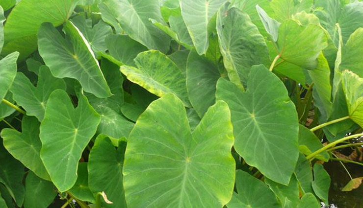 health benefits of eating arbi plant leaves,arbi leaves,Health tips,healthy living,healthy leaves