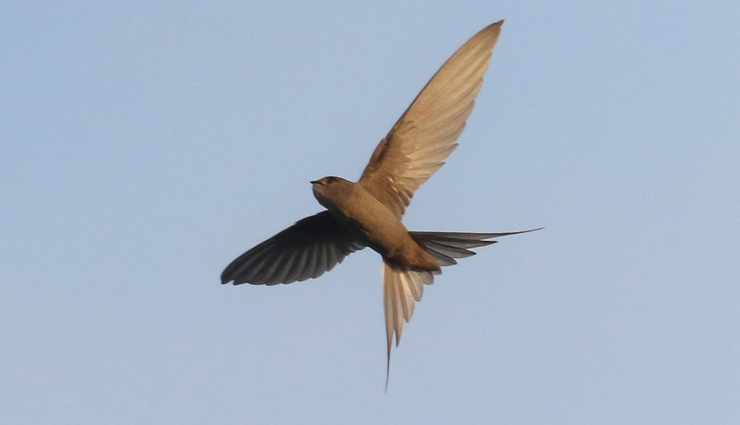 Most Beautiful Species of Swift and Swallow Birds Found in India ...