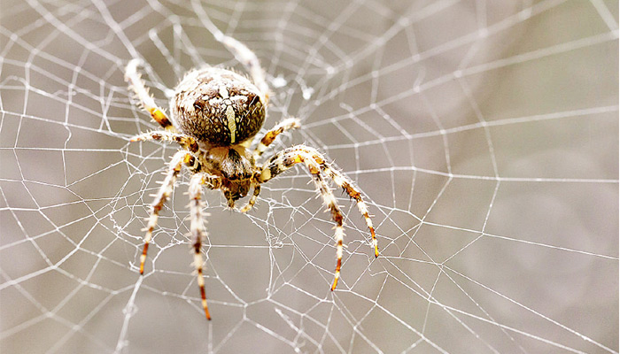 astrology tips,spider web ,ज्योतिष टिप्स, मकड़ी का जाला, मकड़ी जाले के अशुभ प्रभाव, वास्तु टिप्स, 