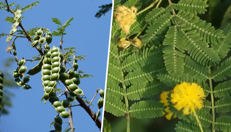 'हीलिंग ट्री' के नाम से जाना जाता है ये पेड़, स्वास्थ्य के लिए कितना उपयोगी आईये जानें