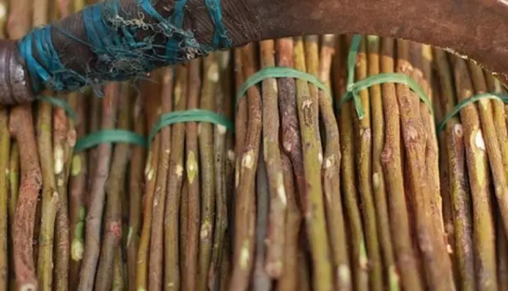 teeth care in hindi,दांतों की देखभाल टिप्स,स्वस्थ दांतों के लिए उपाय,बेहतर दांतों के लिए टिप्स,दांतों के स्वास्थ्य के लिए टिप्स,best practices for healthy teeth,tips for strong teeth,healthy teeth and gums tips,oral hygiene practices,dental care routine,maintaining oral health,dental hygiene tips,oral health maintenance,beauty tips in hindi,सौंदर्य टिप्स,स्वस्थ दांतों के लिए सुंदरता टिप्स,चमकदार मुस्कान के लिए टिप्स,त्वचा की देखभाल टिप्स