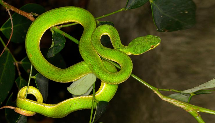 5 Most Deadliest Snakes, Which are Beautiful Too - lifeberrys.com