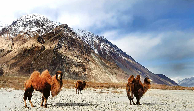 6-national-parks-to-spot-himalayan-black-and-brown-bear-in-india-lifeberrys