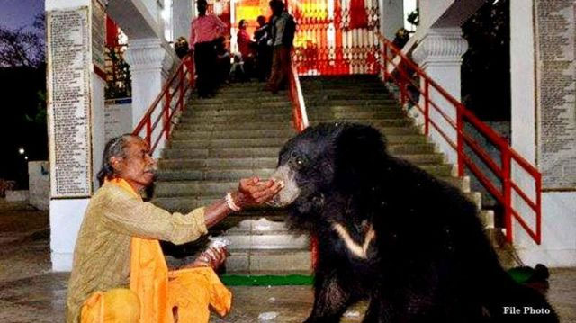 bear attend aarti,maa chandi temple ,माता चंडी के मंदिर में भालुओं की टोली 