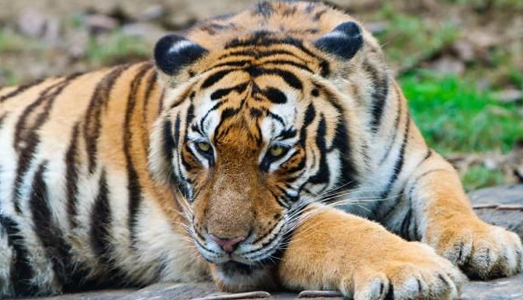 5 Least Known Species of Bengal Tiger - lifeberrys.com