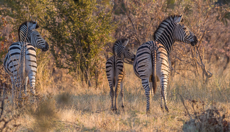 5 Best Places To Visit in Botswana - lifeberrys.com