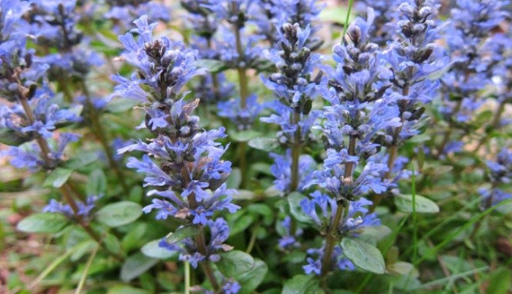 5 Magical Health Benefits Of Bugleweed - Lifeberrys.com