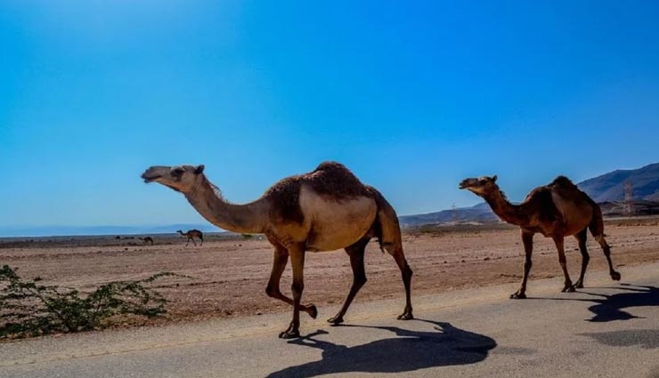 weird news,weird incident,australia news,ten thousand camels will be killed ,अनोखी खबर, अनोखा मामला, अनोखा फैसला, 10 हजार ऊंटों को गोली मारने के आदेश