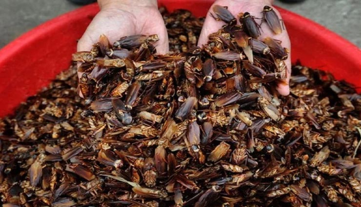 weird news,weird incident,weird idea,cockroach potion,china,cockroach farming ,अनोखी खबर, अनोखा मामला, अनोखा आईडिया, कॉकरोच का शरबत, कॉकरोच फार्मिंग