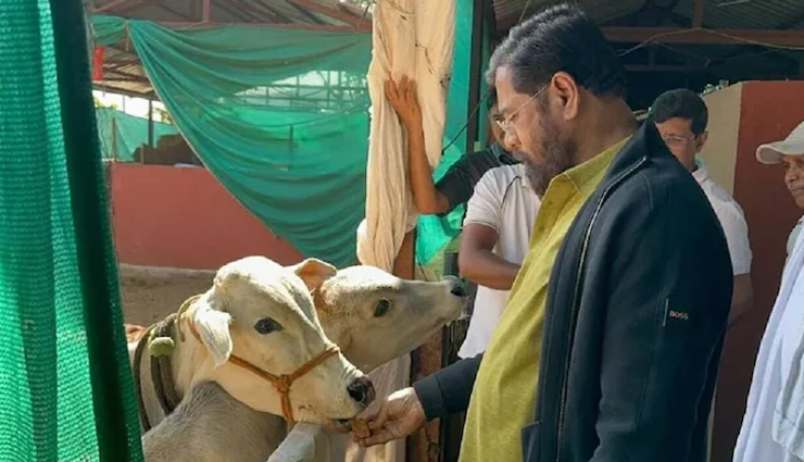 महाराष्ट्र में विधानसभा चुनाव से पहले देशी गायों को 'राज्यमाता-गोमाता' घोषित किया गया