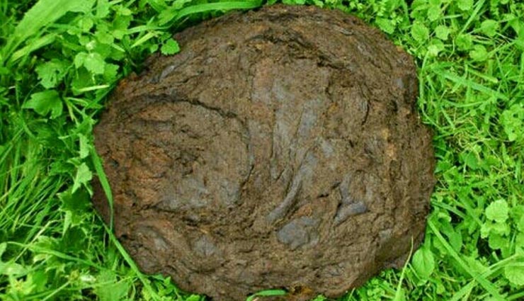 religious benefits of cow dung,cow dung,gaay ke gobar ka mahatv ,गाय के गोबर का महत्व