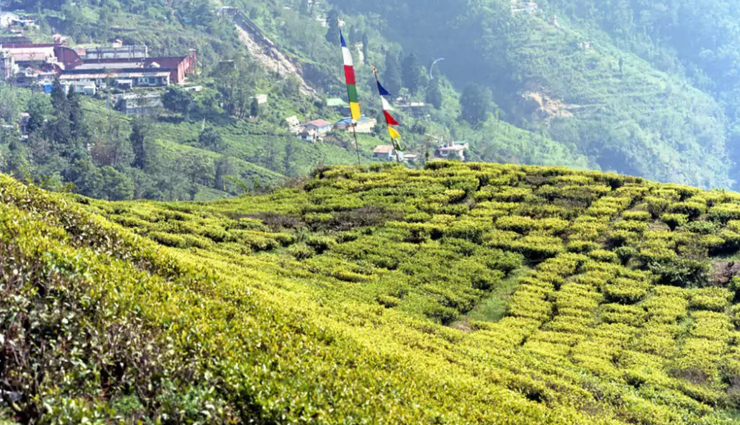 5 Excellent Tea Gardens of Darjeeling You Must Explore - lifeberrys.com