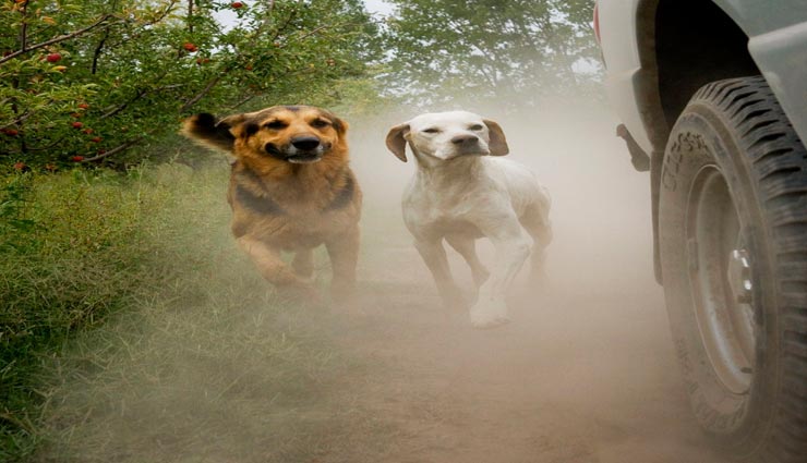 dogs,dogs weird habits,dogs run behind vehicles,reason behind dogs habit ,कुत्ते, कुत्तों की अनोखी आदत, गाड़ियों के पीछे कुत्तों का भागना, कुत्तों की अनोखी आदत का कारण 