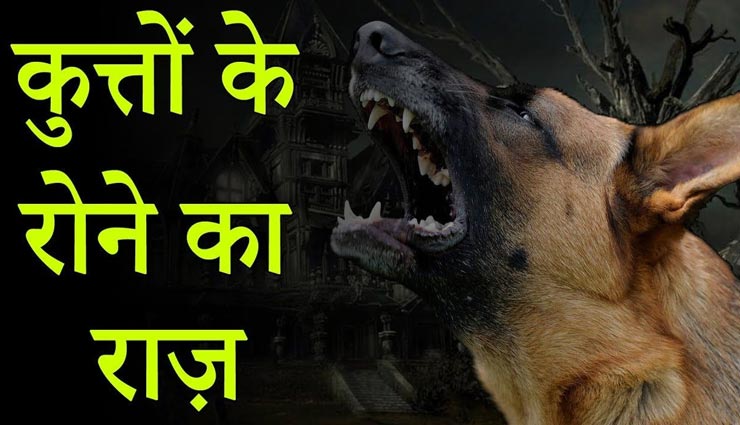 Weird story why do dogs cry at night know the reason 110614 कुत्तों के रात  में रोने का कारण आपको भी हैरान कर देगा, जानें इसका राज - lifeberrys.com  हिंदी