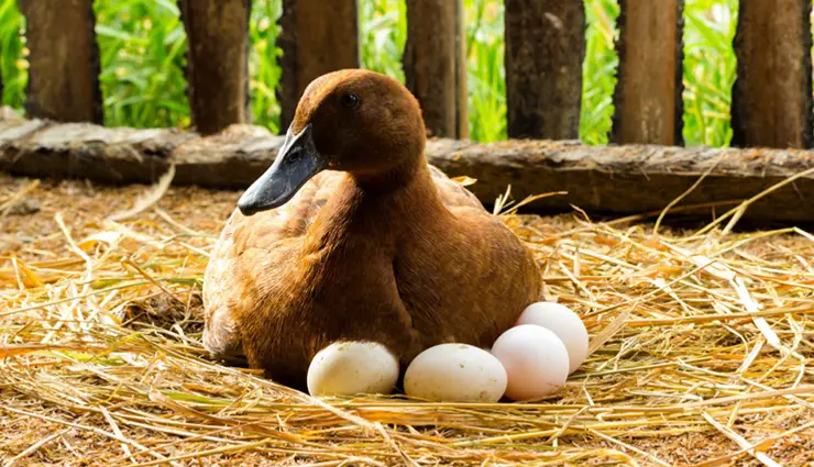 duck-vs-chicken-eggs-unveiling-the-health-benefits-and-potential-side