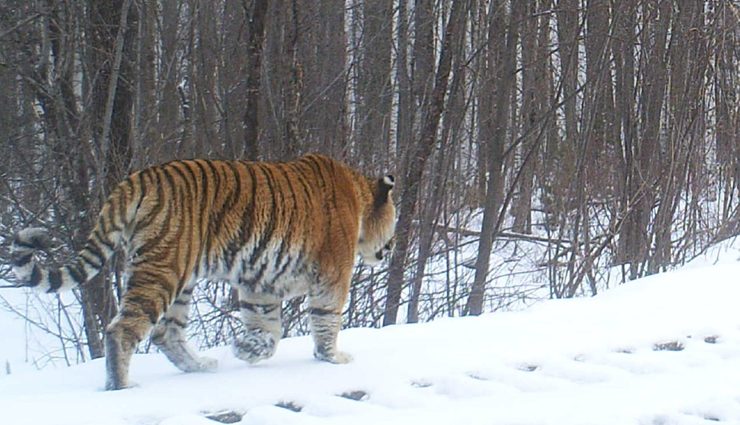 6 Places Around The World Where You Can Spot Tigers - lifeberrys.com