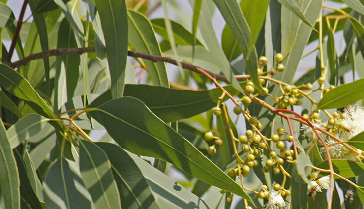 7 Amazing Health Benefits Of Eucalyptus - Lifeberrys.com