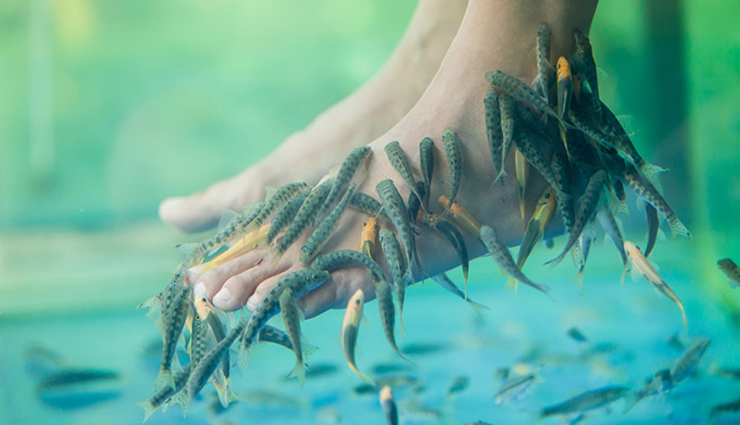 6-really-amazing-benefits-of-fish-pedicure-lifeberrys