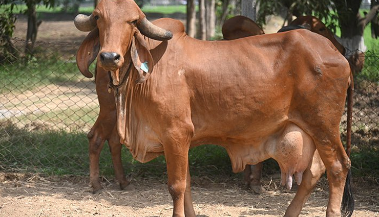 5-most-famous-cow-breeds-found-in-india-lifeberrys