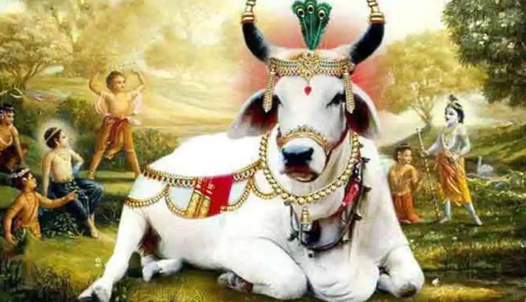 astrology tips,astrology tips in hindi,gopashtami,gopashtami 2019,cow worship,benefit on gopashtami festival ,ज्योतिष टिप्स, ज्योतिष टिप्स हिंदी में, गोपाष्टमी, गोपाष्टमी 2019, गौ पूजन, गोपाष्टमी पर्व के लाभ 