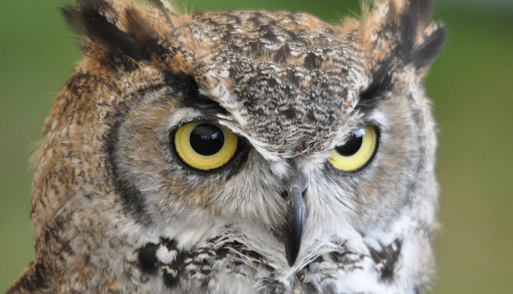 9 Fascinating Owl Species - lifeberrys.com