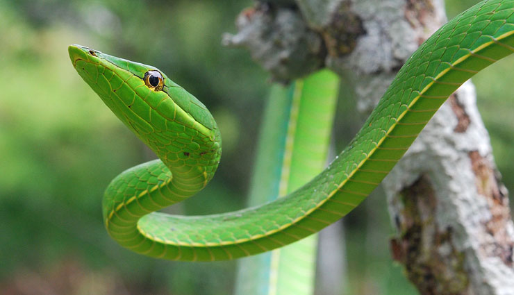 5 Types of Beautiful Snakes Found in Karnataka Rainforest - lifeberrys.com