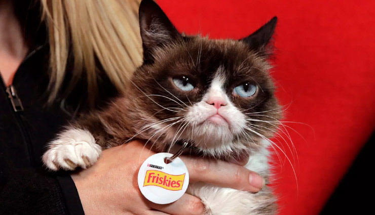 grumpy cat,grumpy cat dies,weird story ,बिल्ली ग्रुंपी की मौत