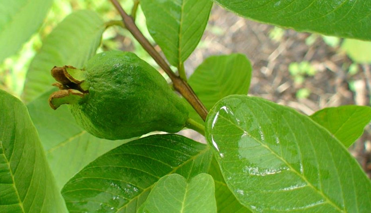 healthy living,healthy benefits of eating guava leaves,5 benefits of eating guava leaves,amrood leaves ke beenfits,fruits benefits,guava fruit benefits