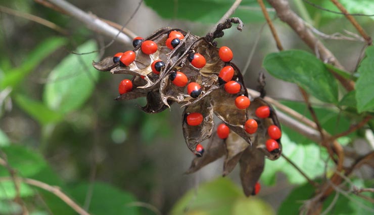 most poisonous plant in world ,विश्व के सबसे जहरीले पौधे