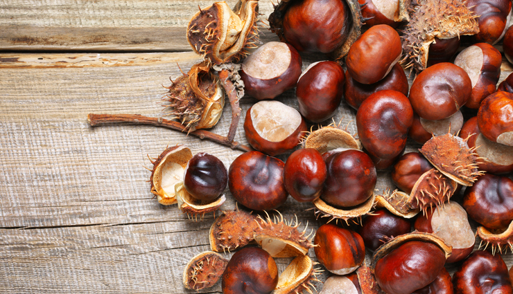 5 Proven Health Benefits of Horse Chestnut - lifeberrys.com