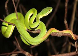 species of snakes in india, species of snakes in india News,species of ...