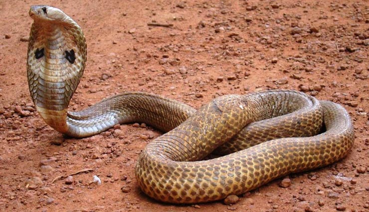 5 Most Deadliest Snakes, Which are Beautiful Too - lifeberrys.com