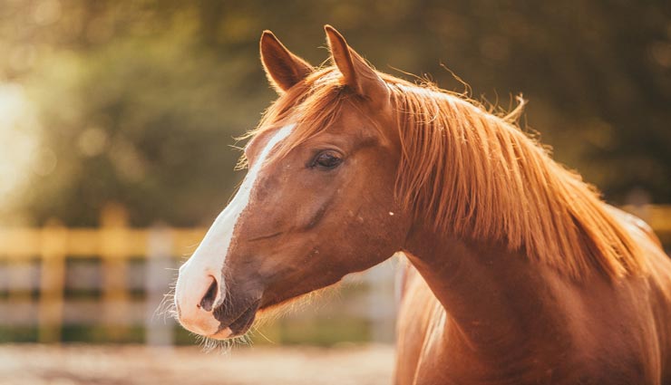 interesting facts,amazing facts,interesting facts of horse,amazing facts of horse,horse related facts ,घोड़ा, घोड़े के फैक्ट्स, रोचक तथ्य, मजेदार तथ्य, घोड़े से जुड़ी रोचक जानकारी 