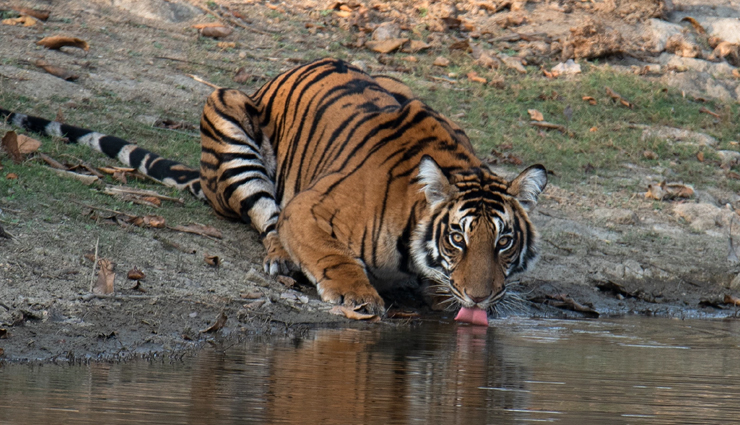 10 National Parks and Wildlife Sanctuaries in Tamil Nadu - lifeberrys.com