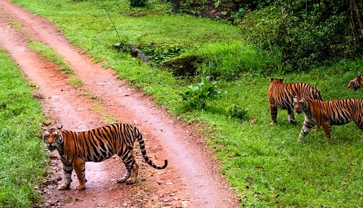 tiger sightings in india,famous national parks for tigers,best tiger reserves in india,tiger safari in india,wildlife tourism india,kanha national park tigers,ranthambore tiger safari,sundarbans tiger reserve,pench national park,periyar tiger reserve,best parks to see tigers in india,tiger tourism india,popular tiger reserves