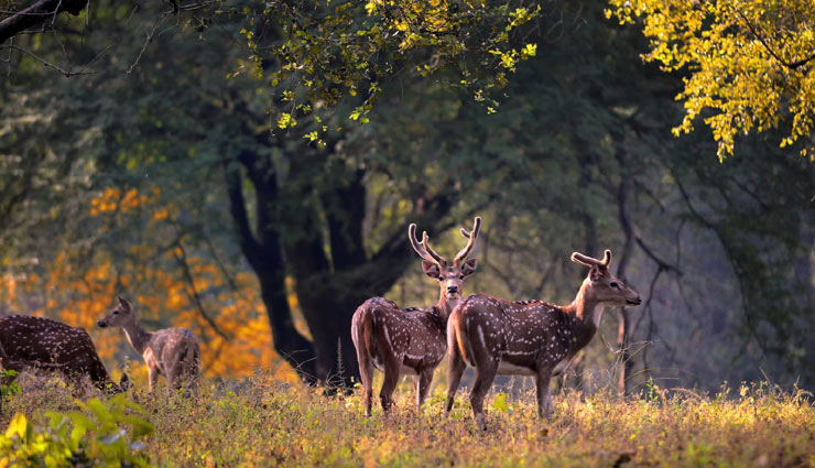 kanha national park,madhya pradesh,travel,travel guide,kanha national park safari,tiger,elephant,safari timing at kanha national park,holidays,kanha national park weather,kanha national park in india map,kanha national park attractions,the kanha national park,the baagh kanha national park ,कान्हा नेशनल पार्क