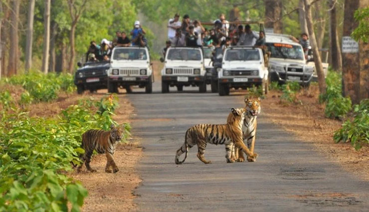 kanha national park,madhya pradesh,travel,travel guide,kanha national park safari,tiger,elephant,safari timing at kanha national park,holidays,kanha national park weather,kanha national park in india map,kanha national park attractions,the kanha national park,the baagh kanha national park ,कान्हा नेशनल पार्क