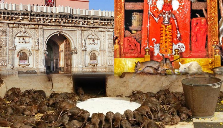 animals are worshiped in these 6 temples of india,holidays,travel,tourism