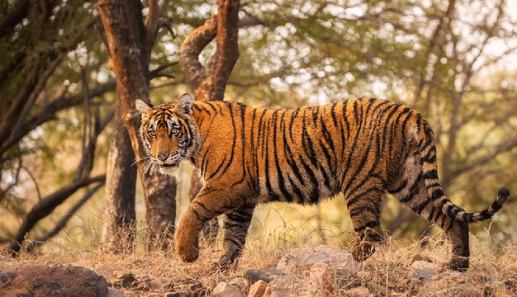 tiger sightings in india,famous national parks for tigers,best tiger reserves in india,tiger safari in india,wildlife tourism india,kanha national park tigers,ranthambore tiger safari,sundarbans tiger reserve,pench national park,periyar tiger reserve,best parks to see tigers in india,tiger tourism india,popular tiger reserves