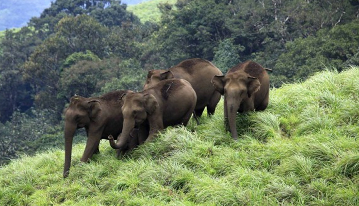 6 National Parks And Wildlife Sanctuaries To Visit In Kerala ...