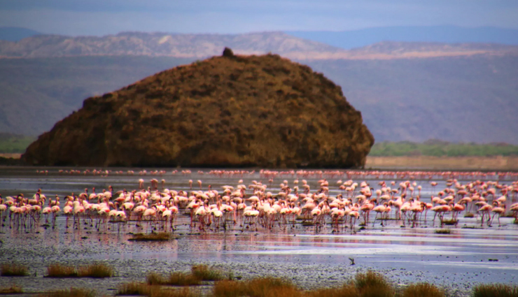 lake natron calcified animals in color