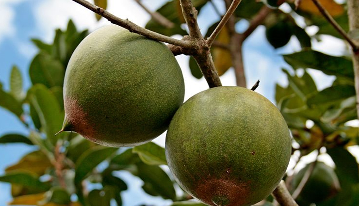 5 Amazing Benefits Of Lucuma Fruit, Nutrition Facts, & Risks ...