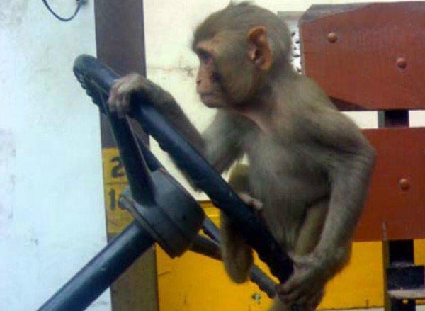 monkey hijack the bus ,बन्दर ने दोडाई बस मचा हडकंप