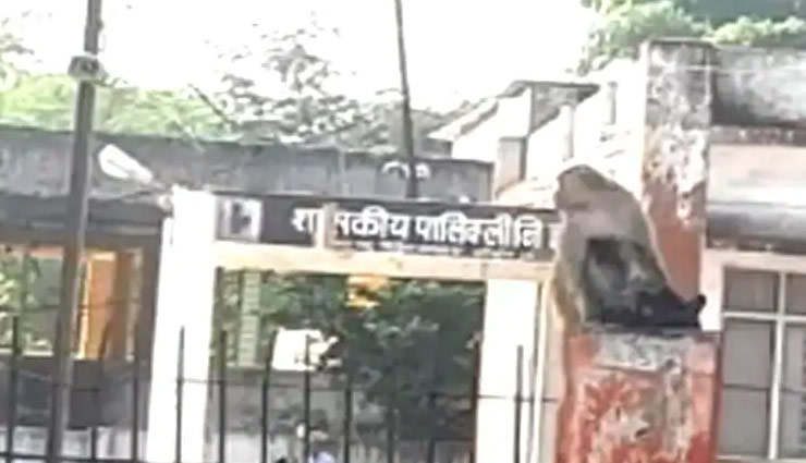 weird news in hindi,monkey,electric shock,injured,dead ,मध्य प्रदेश 